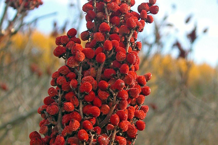 این روستای مرزی قطب تولید سماق است