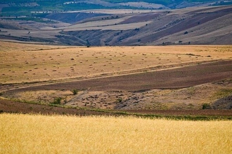 طرح «جهش تولید» در ۶ میلیون هکتار از دیمزارهای کشور اجرا می‌شود