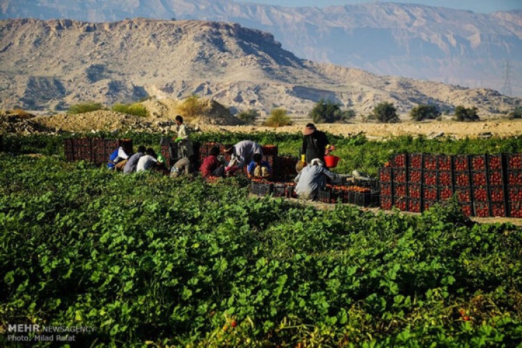 زنان روستایی ستون اصلی تولیدات کشاورزی هستند