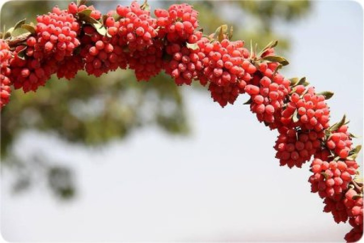 خطر نابودی درخت زرشک بی‌دانه / پسته جای «گنج طلایی طبیعت» می‌نشیند