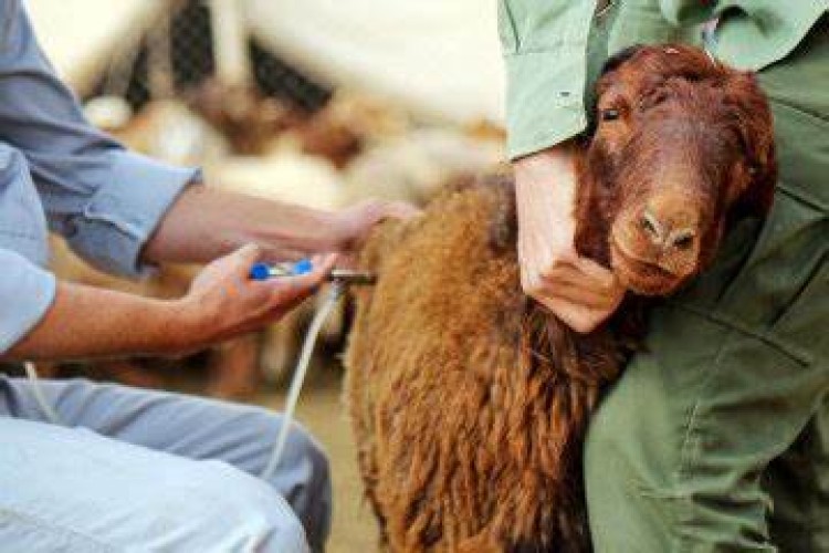 مایه‌کوبی دام پیش از کوچ به مناطق ییلاقی در دستور کار است