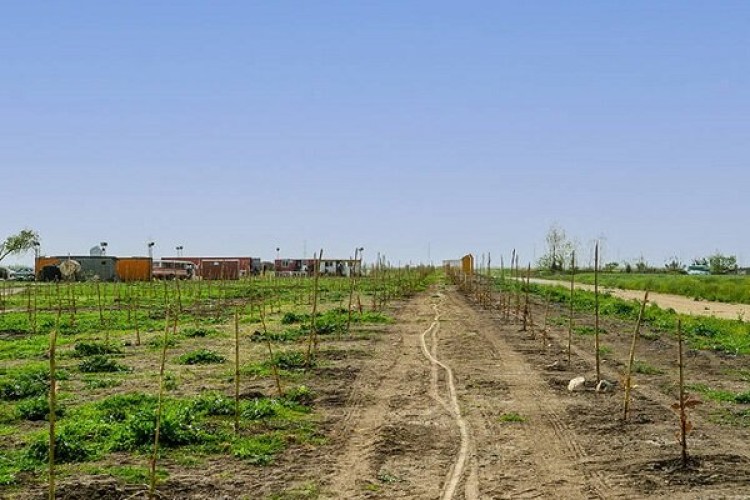 وزارت جهاد به دنبال بازپسگیری زمین پتروشیمی میانکاله است