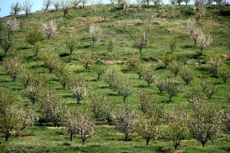 توسعه باغ‌ها در زمین های شیب‌دار؛ فرصت‌ها و چالش‌ها