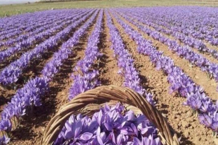 طلای سرخ افغانستان؛ چرا زعفران افغانستان از زعفران ایران گران‌تر است؟