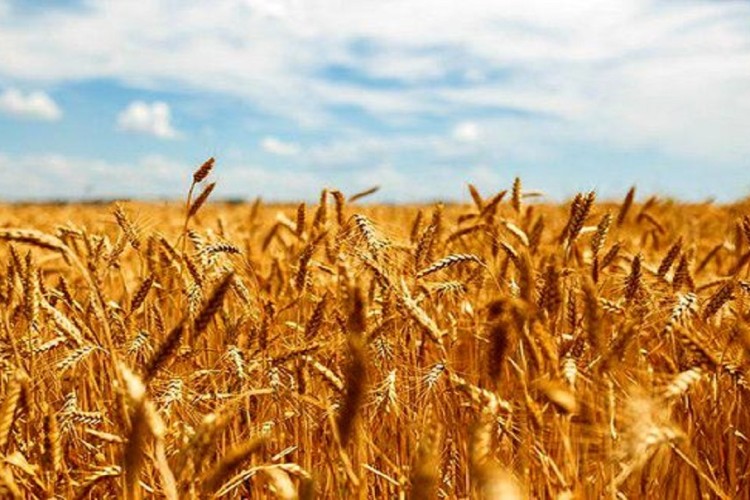 ۱.۶ میلیون تن گندم خرید تضمینی شد