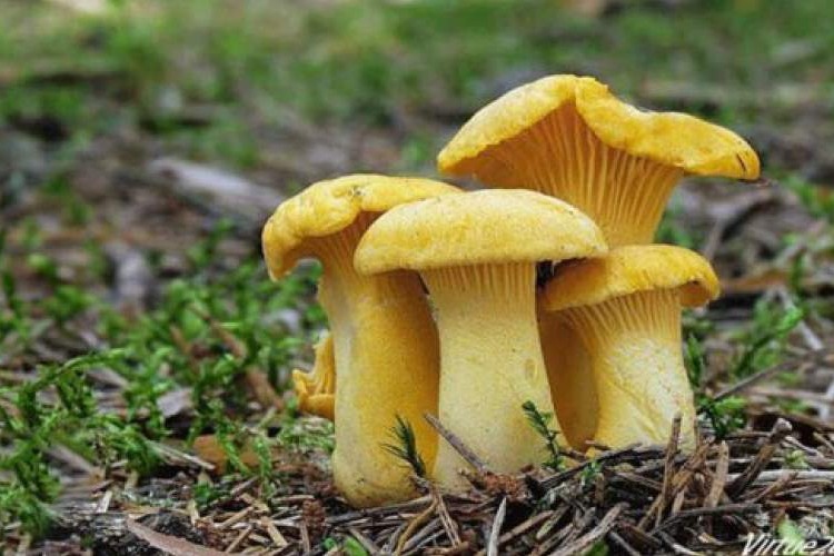 ظهور انواع قارچ سمی خطرناک در بهار