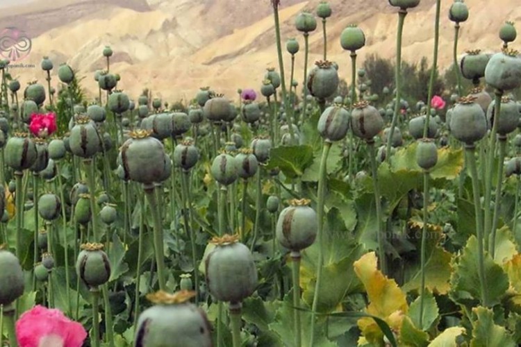 درخواست یک نماینده مجلس برای صدور مجوز کشت خشخاش