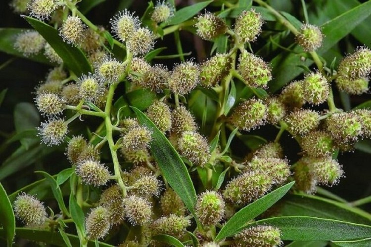 گیاهان مهاجم؛ دشمنان بی‌سر و صدای طبیعت ایران