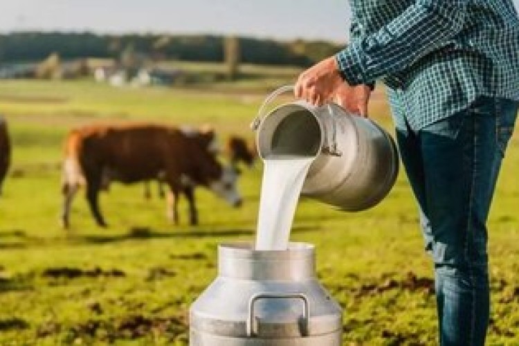 لبنیات سنتی بخوریم یا پاستوریزه؟