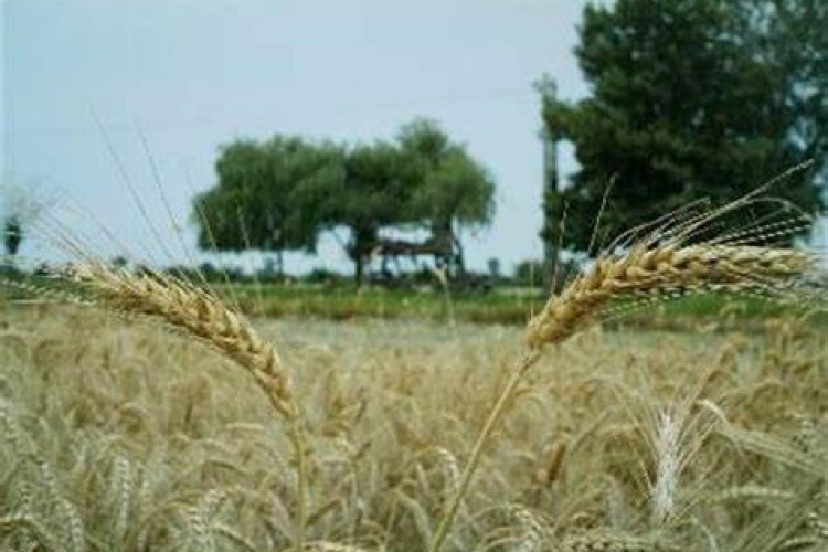 بخش کشاورزی تشنه سرمایه است