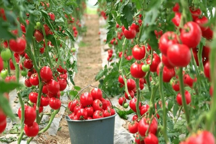 گلخانه‌هایی که با بذر هیبریدی خودکفایی می‌کارند