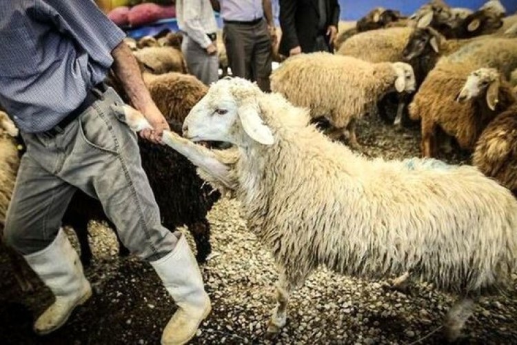 فرهنگ‌سازی کلید توقف کشتار غیربهداشتی دام است
