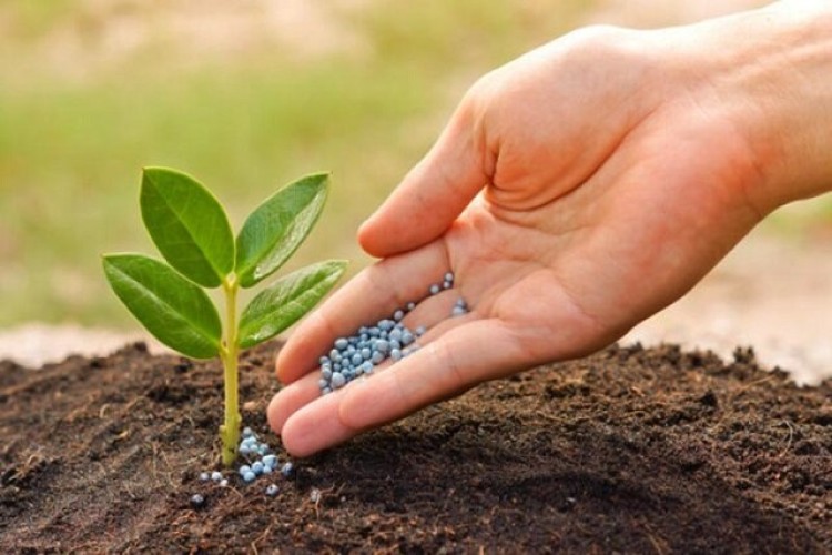 جایگزینی مناسب برای کودهای شیمیایی در مناطق اسیدی و کم‌فسفر