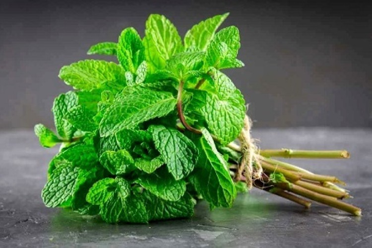 خواص دارویی نعنا دستمایه تحقیق جدید پژوهشگران ایرانی شد