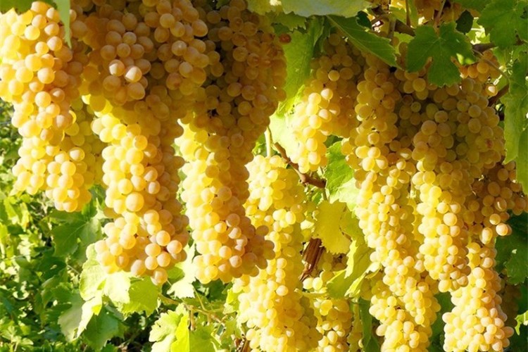انگور خراسان؛ جدال با کم‌آبی، امید به فرصت‌های نو