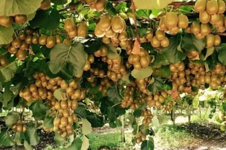 باغهای کیوی گیلان؛ درخشش فرصتهای اقتصادی و پتانسیلهای کشاورزی