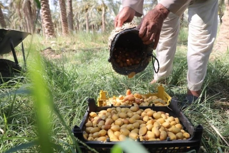 خرما هنوز نرسیده، خارَک درو می‌شود / روایتی از شادگانِ شیرین و تلخ