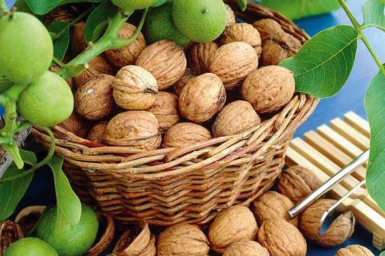 صدای کشاورزان را بشنوید؛ درباره سرقت طلای سبز «سلسله» تدبیر کنید