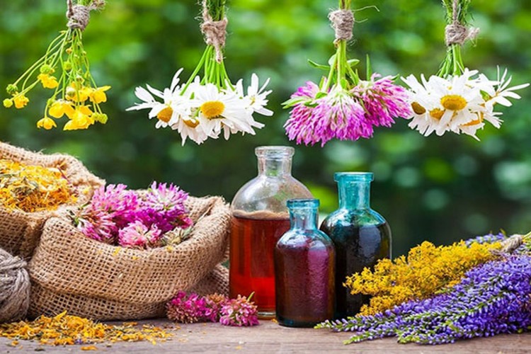 قم به قطب فعالیت‌های علمی در حوزه گیاهان دارویی تبدیل می‌شود