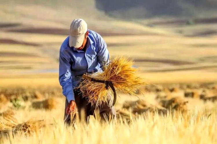 ۷۰ درصد پول گندم کشاورزان پرداخت شد