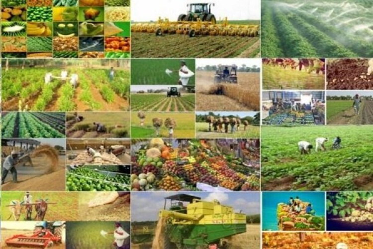 صادرات محصولات کشاورزی ۳۲ درصد افزایش داشته است