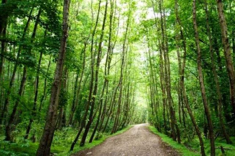 شناسایی منبع پنهان آب در جنگل‌های شمال کشور
