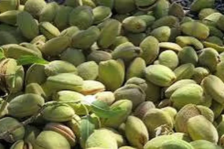 ۲۰ هزار هکتار از باغات چهارمحال و بختیاری به کشت بادام اختصاص دارد