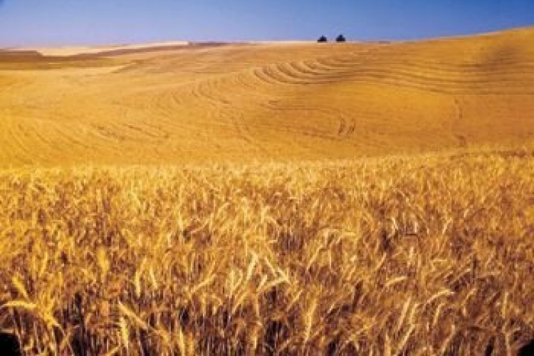خسارت ۸۰ درصدی گندم دیم؛ تمام مزارع بیمه بودند