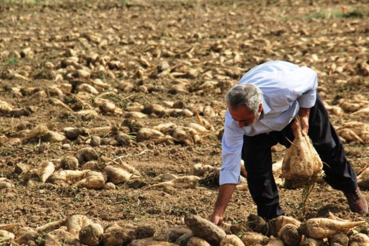 کشاورز قصرشیرینی با برداشت ۱۵۳ تن چغندرقند از هر هکتار نمونه کشوری شد