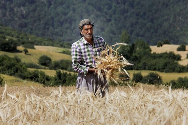تورم سرسام‌آور محصولات کشاورزی/ جهش ۱۳۰ درصدی قیمت کاه و ۹۸ درصدی گوجه‌فرنگی