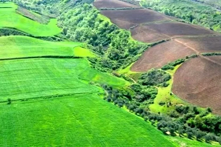 اراضی کشاورزی نکاشت؛ زمینه ساز سودجویی زمین خواران است