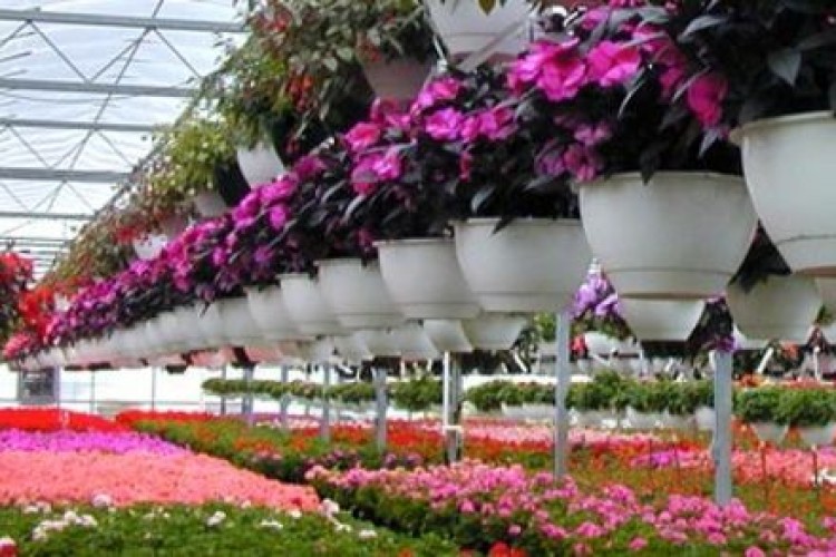 سطح زیرکشت گل و گیاهان زینتی به ۸۱۰۰ هکتار رسید