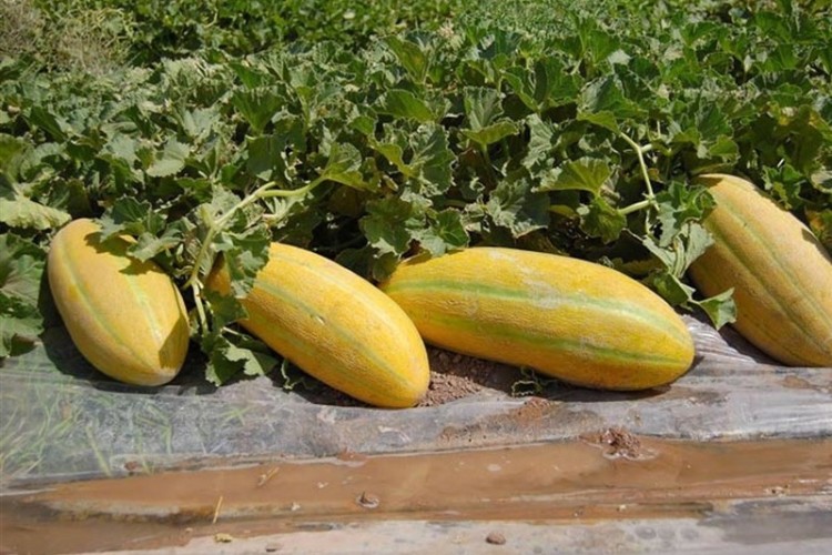 ۱۱۸ هزار تن خربزه از تربت‌جام خراسان رضوی به دیگر استان ها صادر شد
