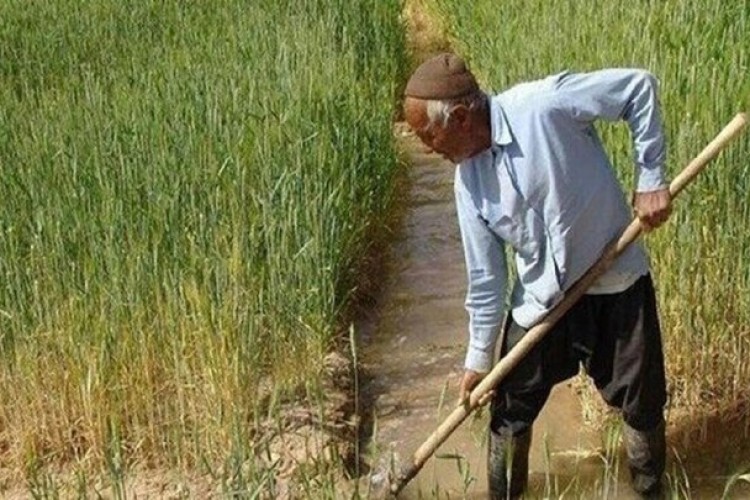 تقویت ارکان بهره‌وری راهکار نجات تولید و تضمین امنیت غذایی است