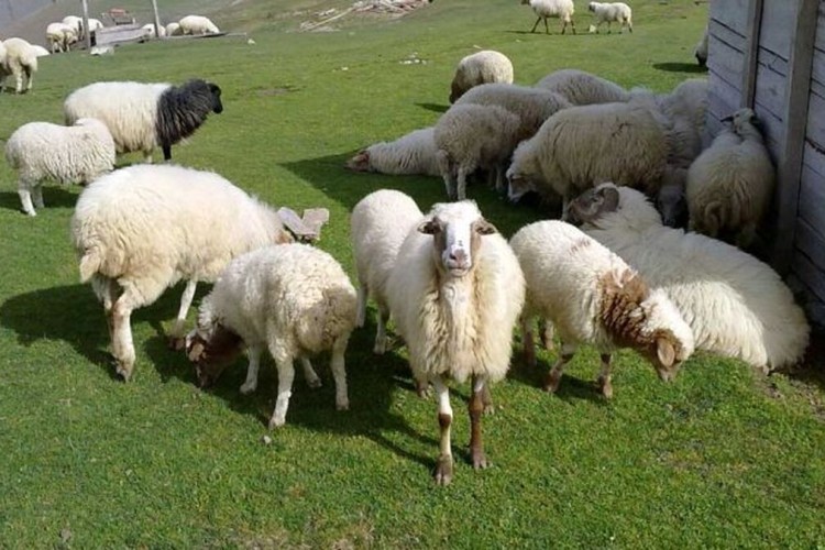 پرورش دام سبک در اقتصاد و تامین امنیت ملی کشور تاثیر بسزایی دارد