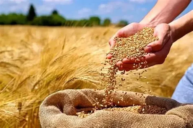 نرخ خرید تضمینی گندم ۲۹.۵۰۰ تومان تعیین شد