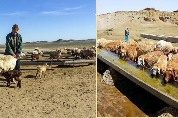 ساخت ۵۷۰ متر آبشخور بهداشتی برای دام عشایر قزوین