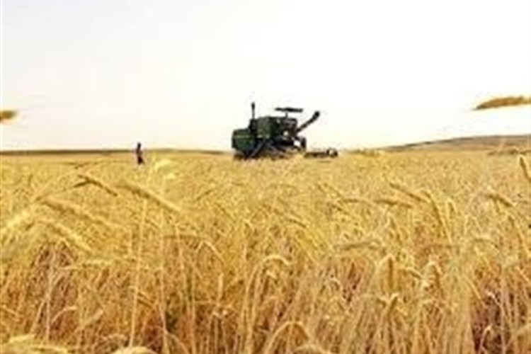 قیمت گندم ماکارونی اعلام شد
