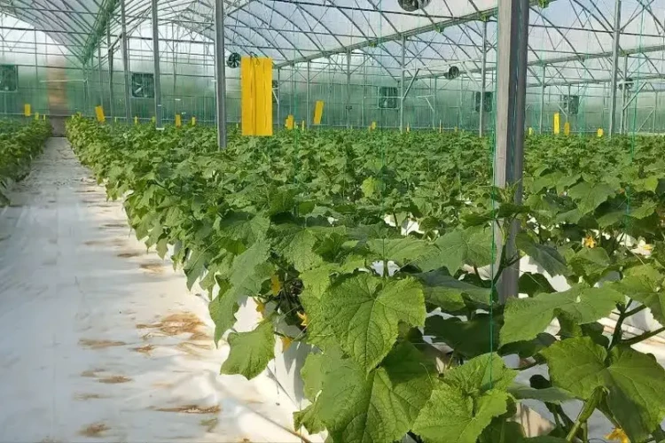 طرحهای جدید برای توسعه گلخانهها، دامپروری و شیلات در کشور
