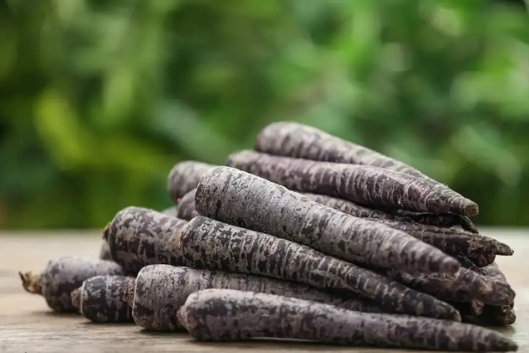 هویج سیاه؛ خاصترین هویج دنیا با رنگ سیاه که هم خوراکی است و هم از آن برای تولید رنگ طبیعی استفاده میشود
