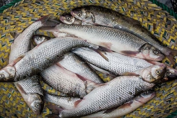 پیش بینی تولید ۱۲۰ هزارتن قزل آلا تا پایان سال/الگوی کشت آبزیان ابلاغ شد