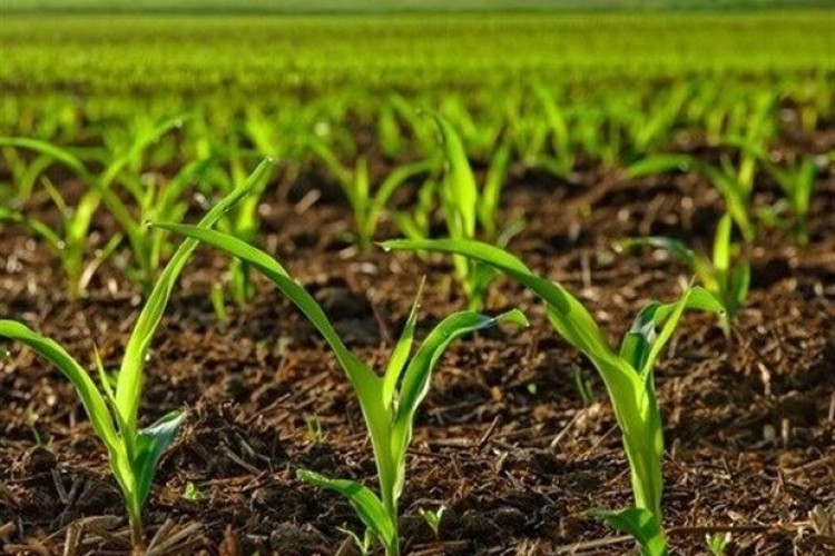 الگوی کشت ضرورتی اجتنابناپذیر در شرایط اقلیمی جدید