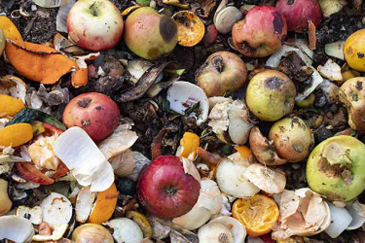 ۴۰ درصد تولیدات کشاورزی کشور به ضایعات تبدیل می‌شود