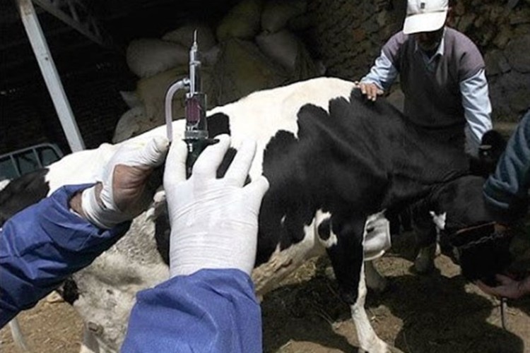 بذر واکسن ویروس تب برفکی در کشور تولید شد