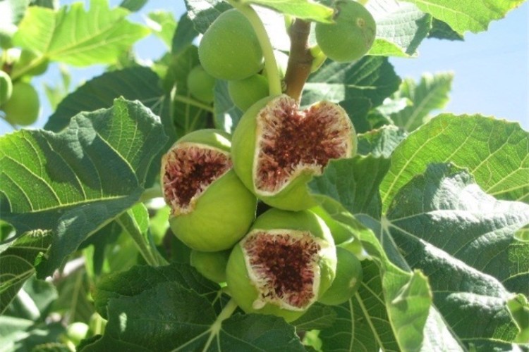 استبهان ایران ۳.۵ درصد انجیرستان های جهان را در اختیار دارد