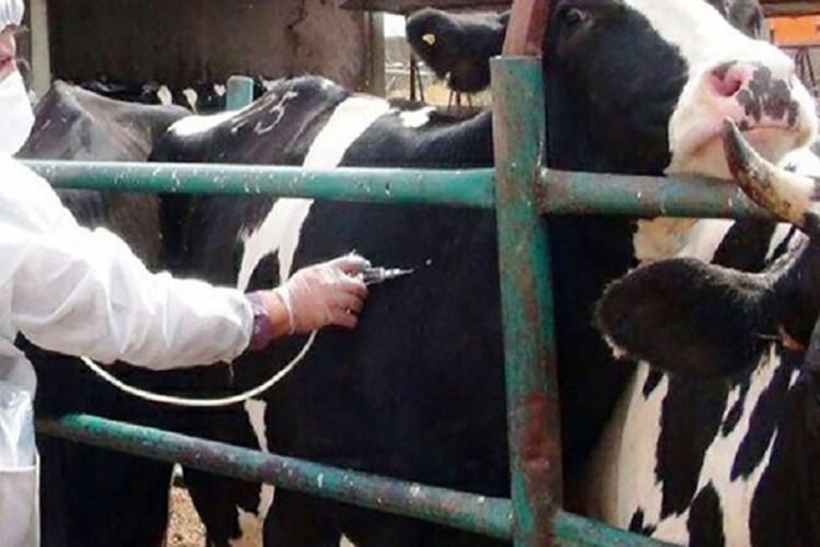 وزارت جهاد کشاورزی و دامپزشکی هشدار فائو برای تب برفکی را نادیده گرفتند/۷ میلیون لیتر شیر از دست رفت!/درخواست از قوه قضائیه برای برخورد قانونی با ترک فعل صورت گرفته