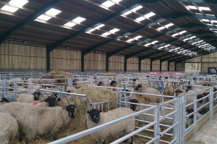 لزوم اجرای روش‌های نوین در دامداری‌های کردستان