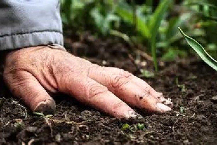 سلامت خاک زیربنای تولید غذای سالم است