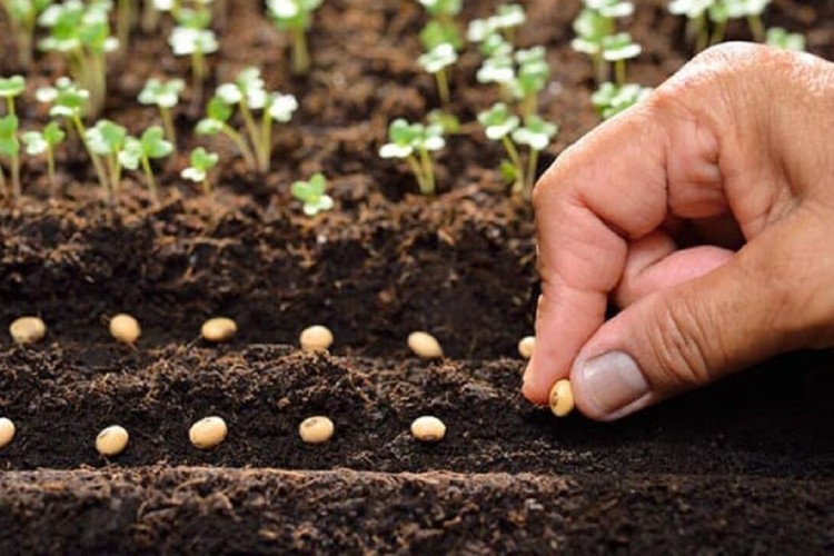 فراخوان جذب طرح‌های فناورانه در حوزه تولید و فرآوری بذر