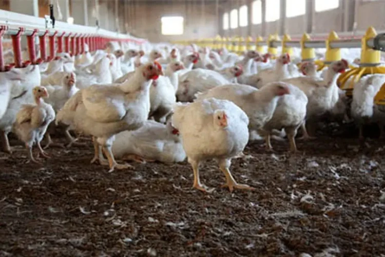 ماجرای مرغ تریاکی چیست؟/ واکنش مرغداران گوشتی به یک ادعا